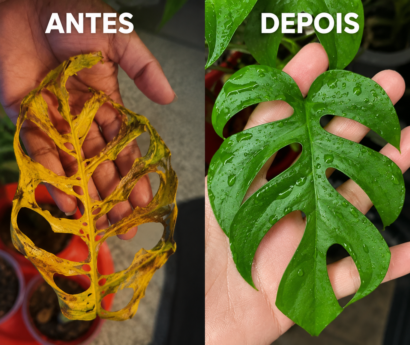 Comparação de folha antes e depois dos cuidados do guia
