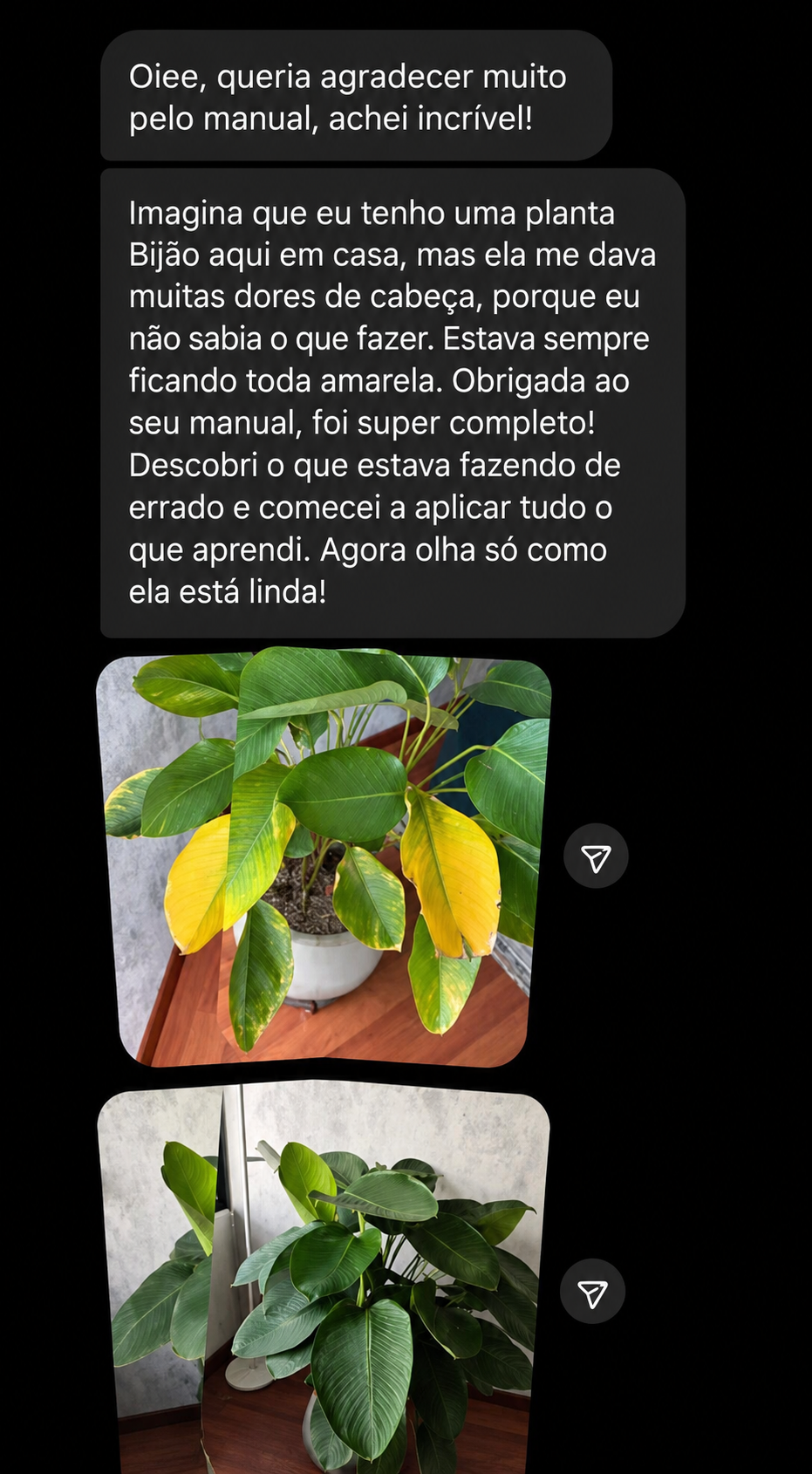 Depoimento de aluna sobre a planta Bijão recuperada